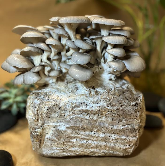 Cultivation — Grow Your Own Mushrooms with Confidence