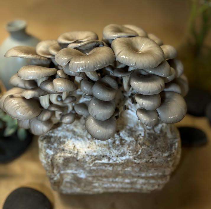 Ready-to-Fruit Mushroom Block — Just Cut, Mist & Grow