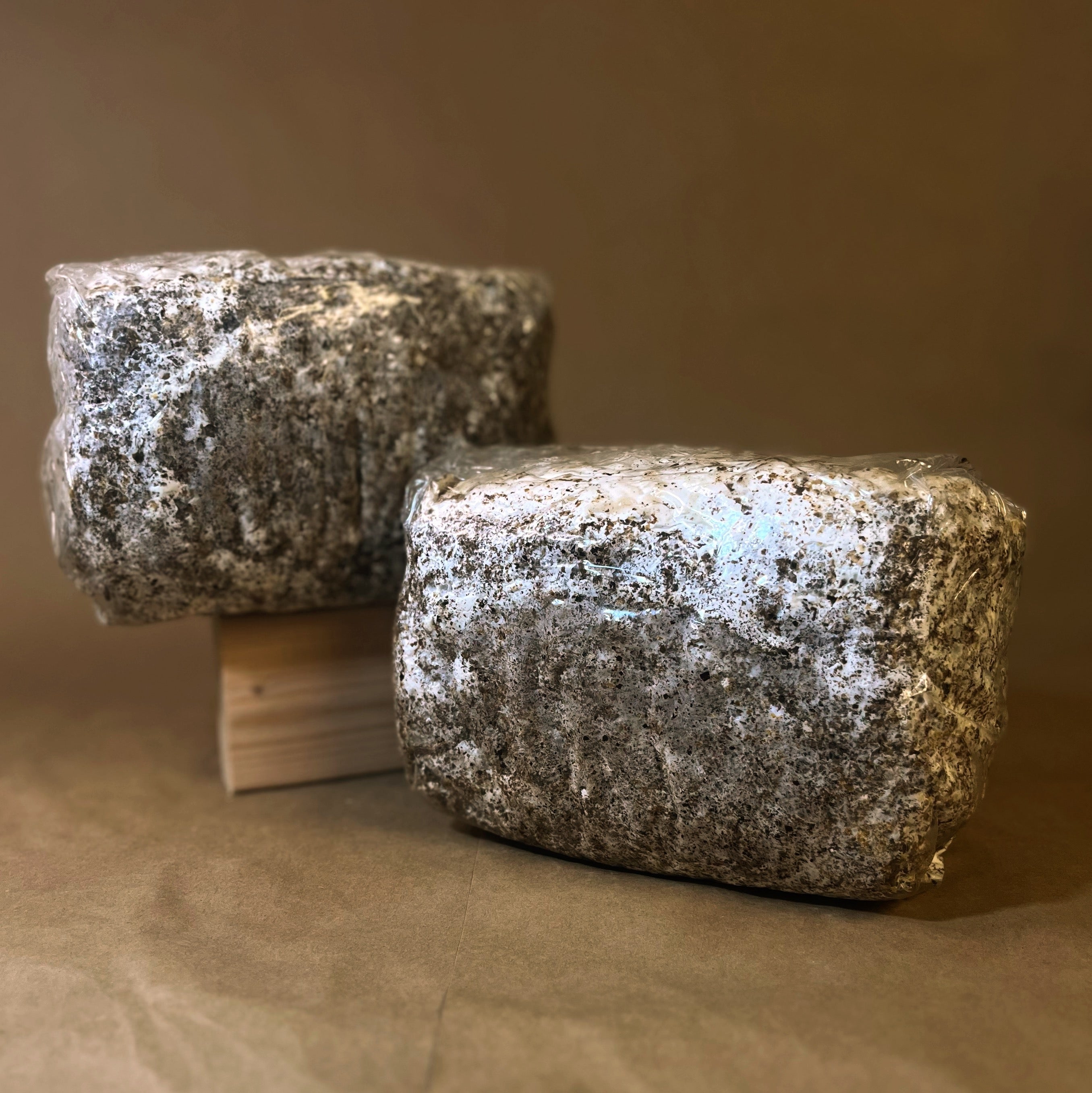 Ready-to-Fruit Mushroom Block, Just Cut, Mist & Grow