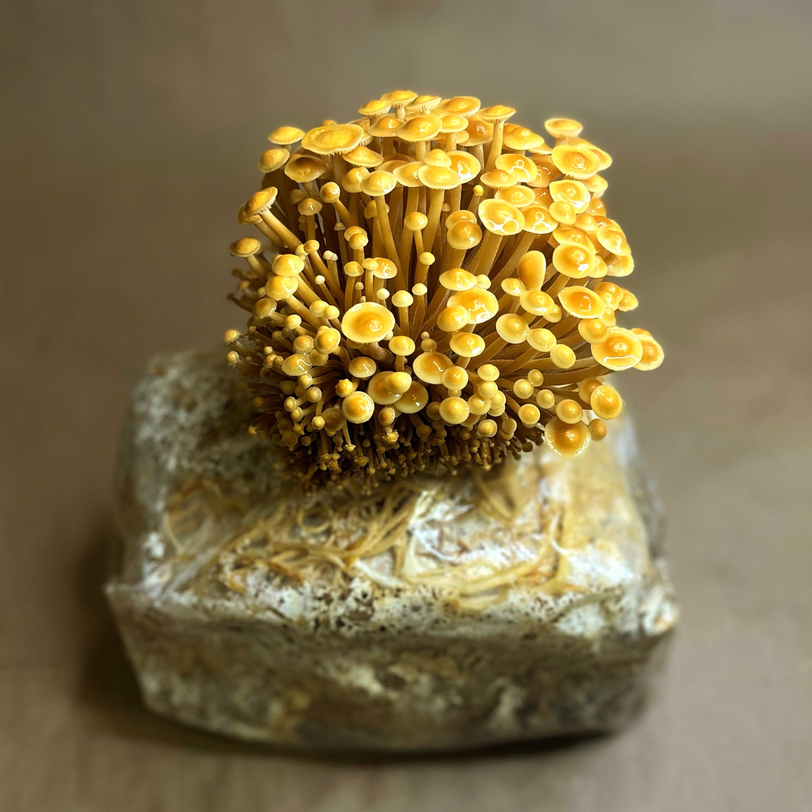 Ready-to-Fruit Mushroom Block, Just Cut, Mist & Grow