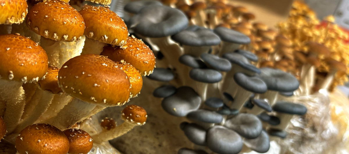 Noble Mushrooms — Farms