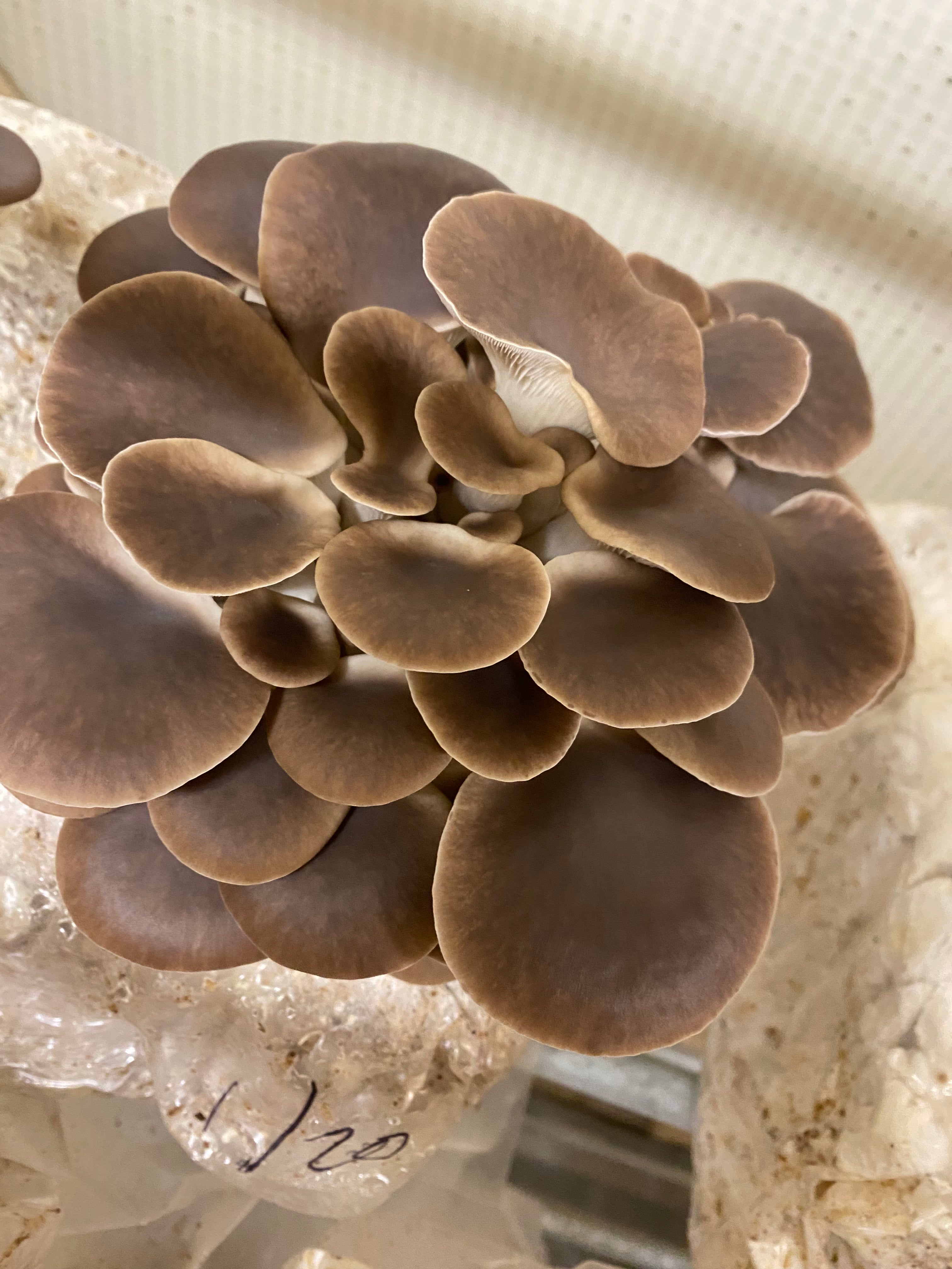 Ready-to-Fruit Mushroom Block, Just Cut, Mist & Grow