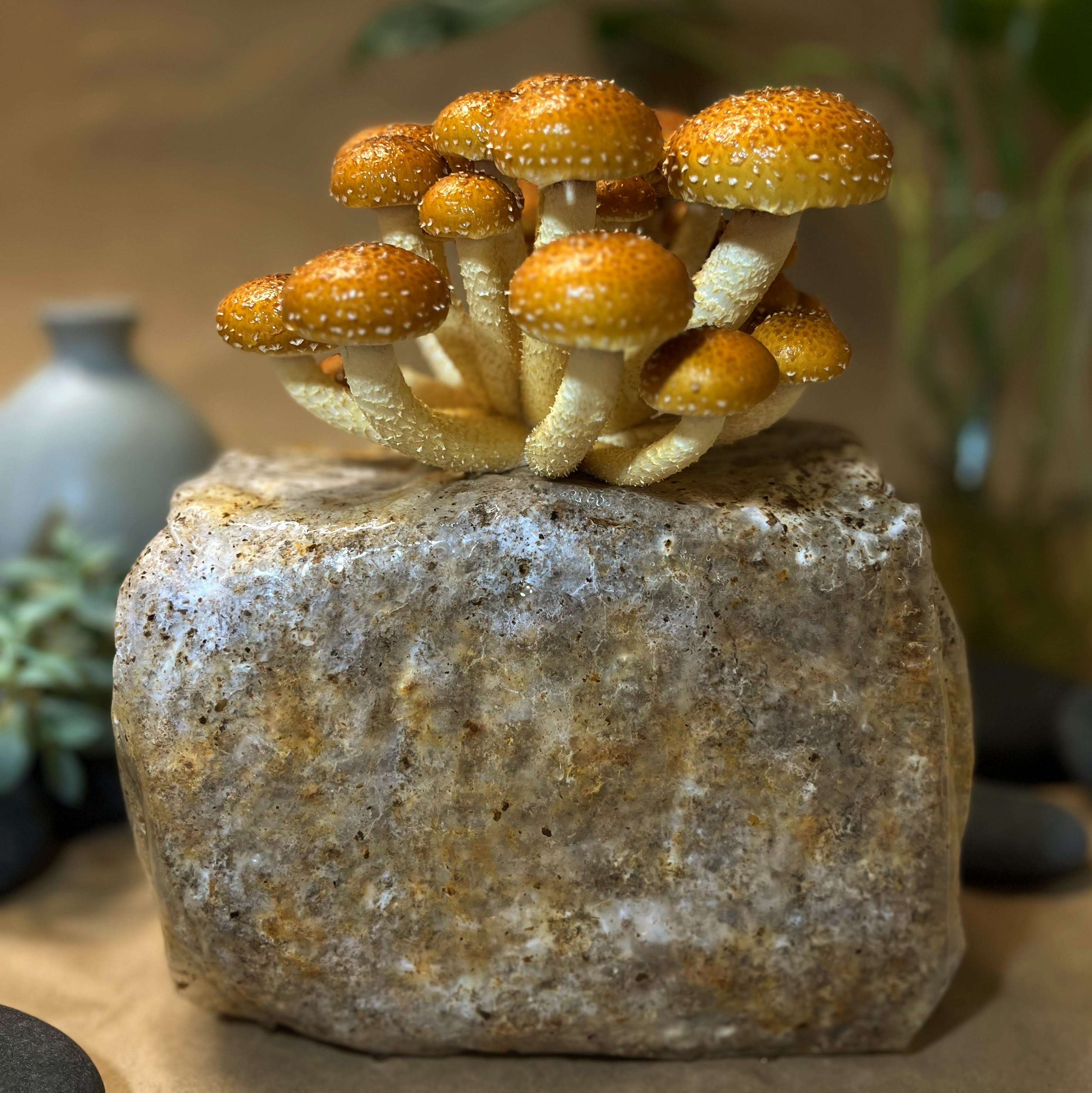 Mushroom Grain Spawn — Whole Oats, Farm-Grown & Ready to Use