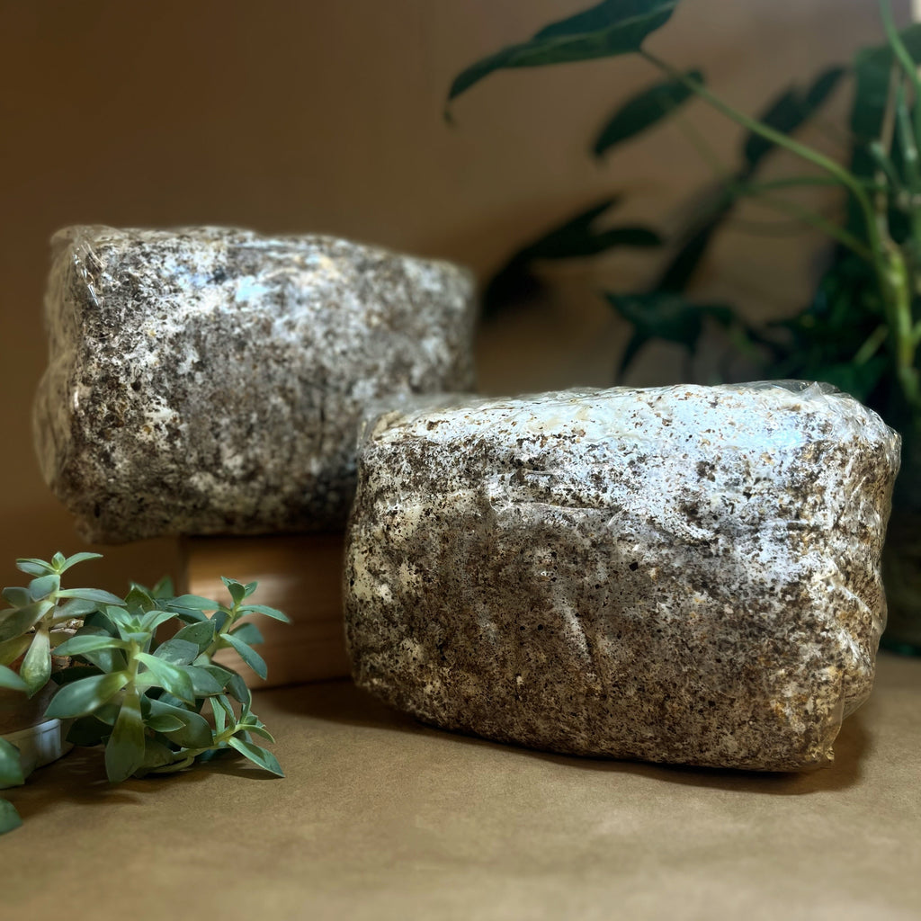 Ready-to-Fruit Mushroom Block — Just Cut, Mist & Grow