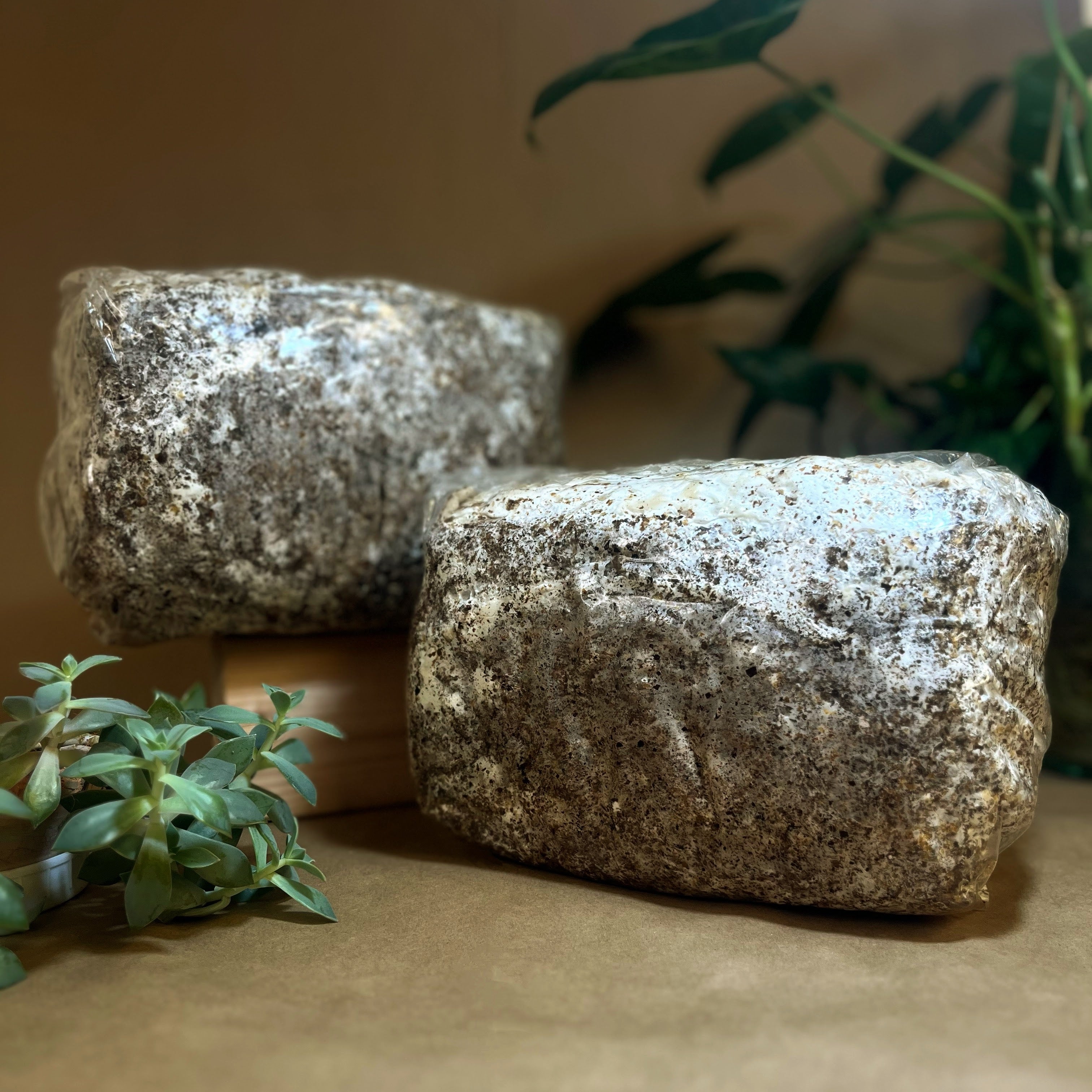 Ready-to-Fruit Mushroom Block — Just Cut, Mist & Grow