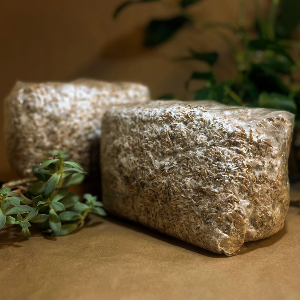 Mushroom Grain Spawn — Whole Oats, Farm-Grown & Ready to Use