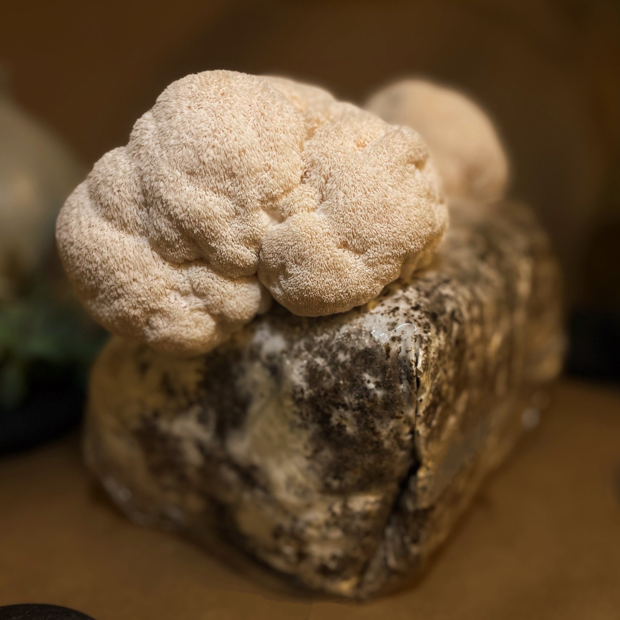 Ready-to-Fruit Mushroom Block — Just Cut, Mist & Grow