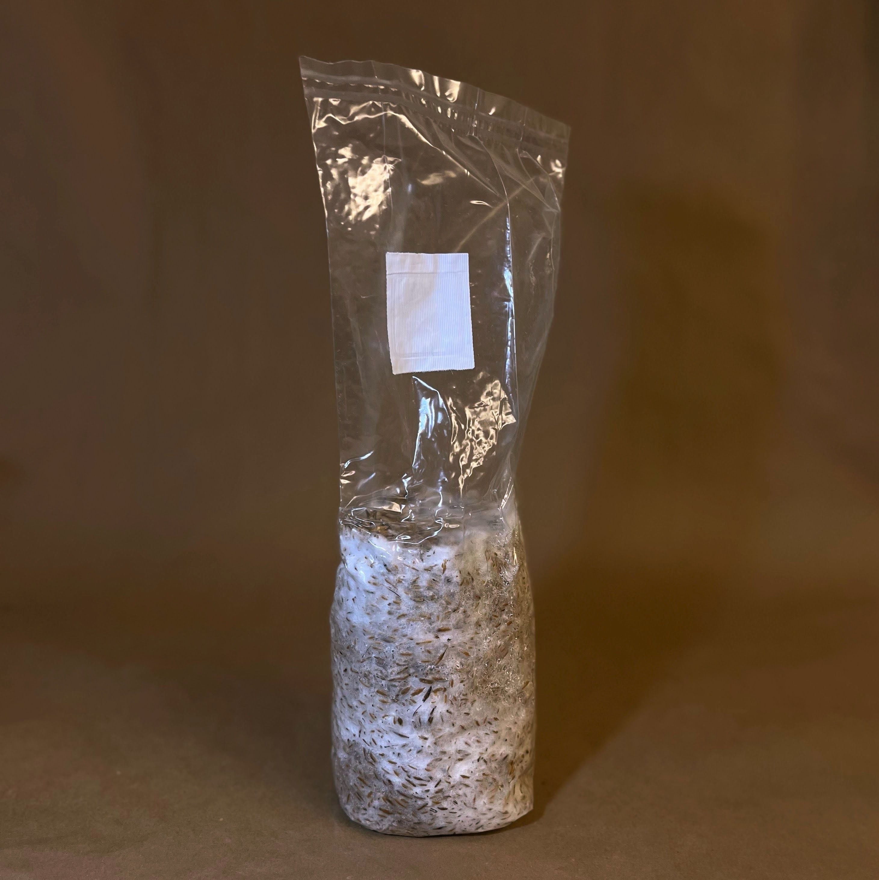 Mushroom Grain Spawn, Whole Oats, Farm-Grown & Ready to Use