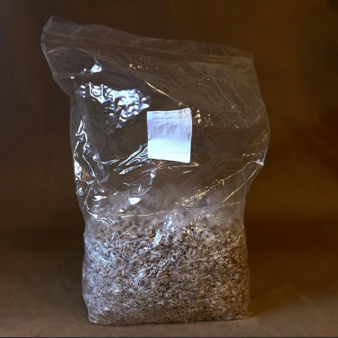 Mushroom Grain Spawn, Whole Oats, Farm-Grown & Ready to Use