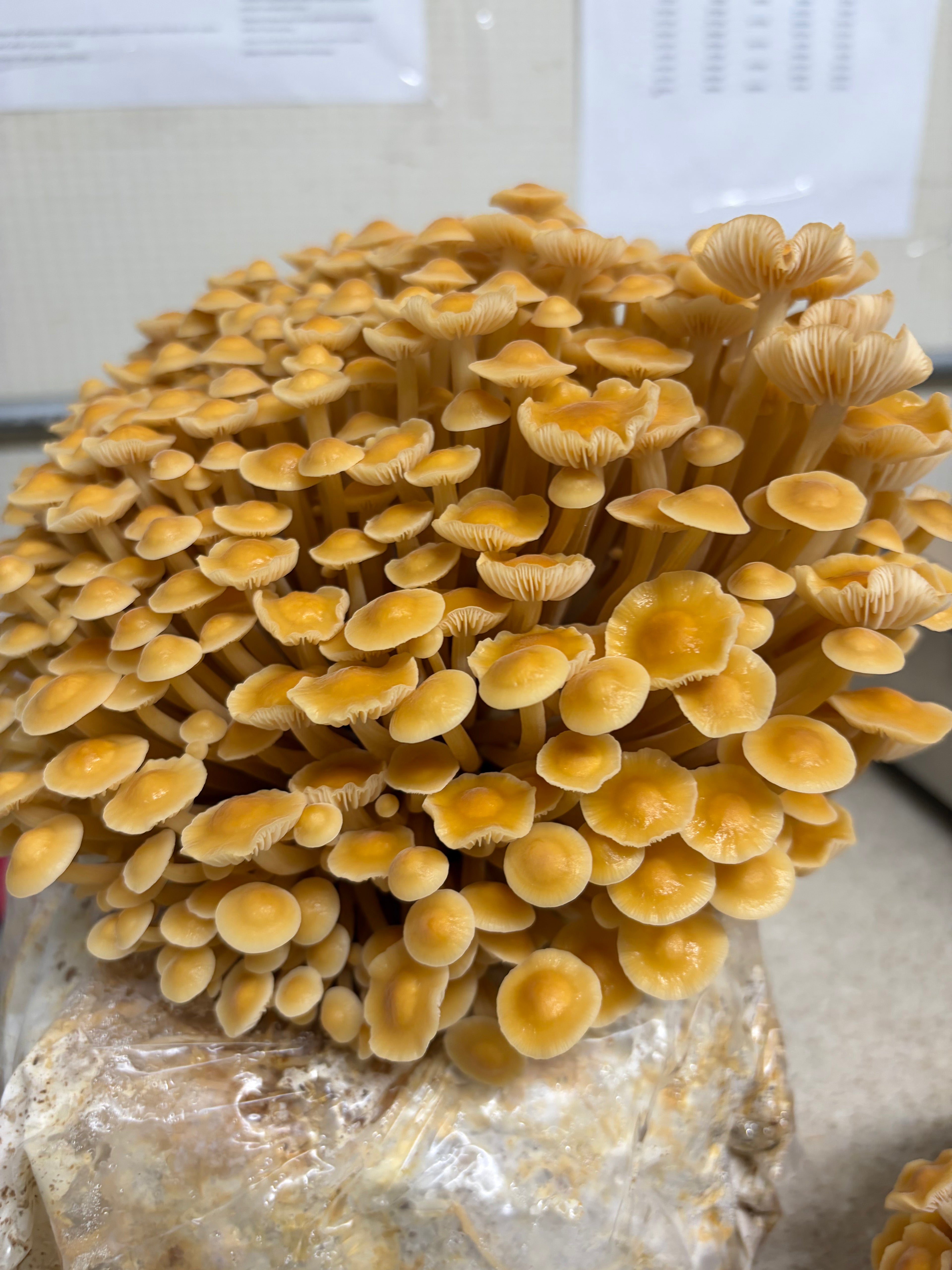 Ready-to-Fruit Mushroom Block, Just Cut, Mist & Grow