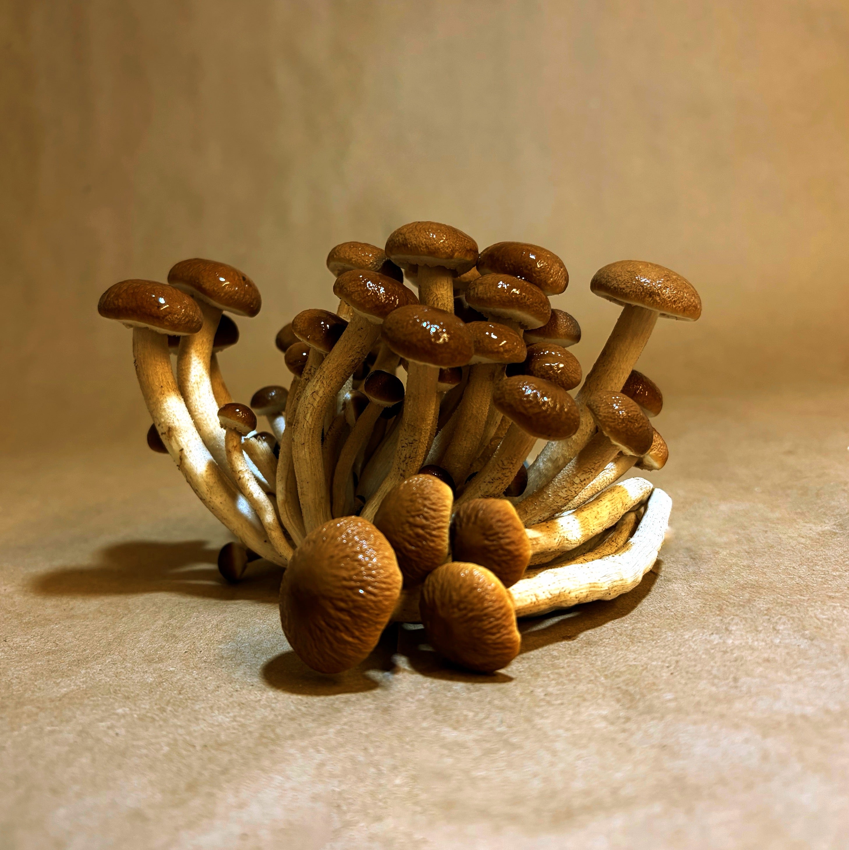 Ready-to-Fruit Mushroom Block, Just Cut, Mist & Grow