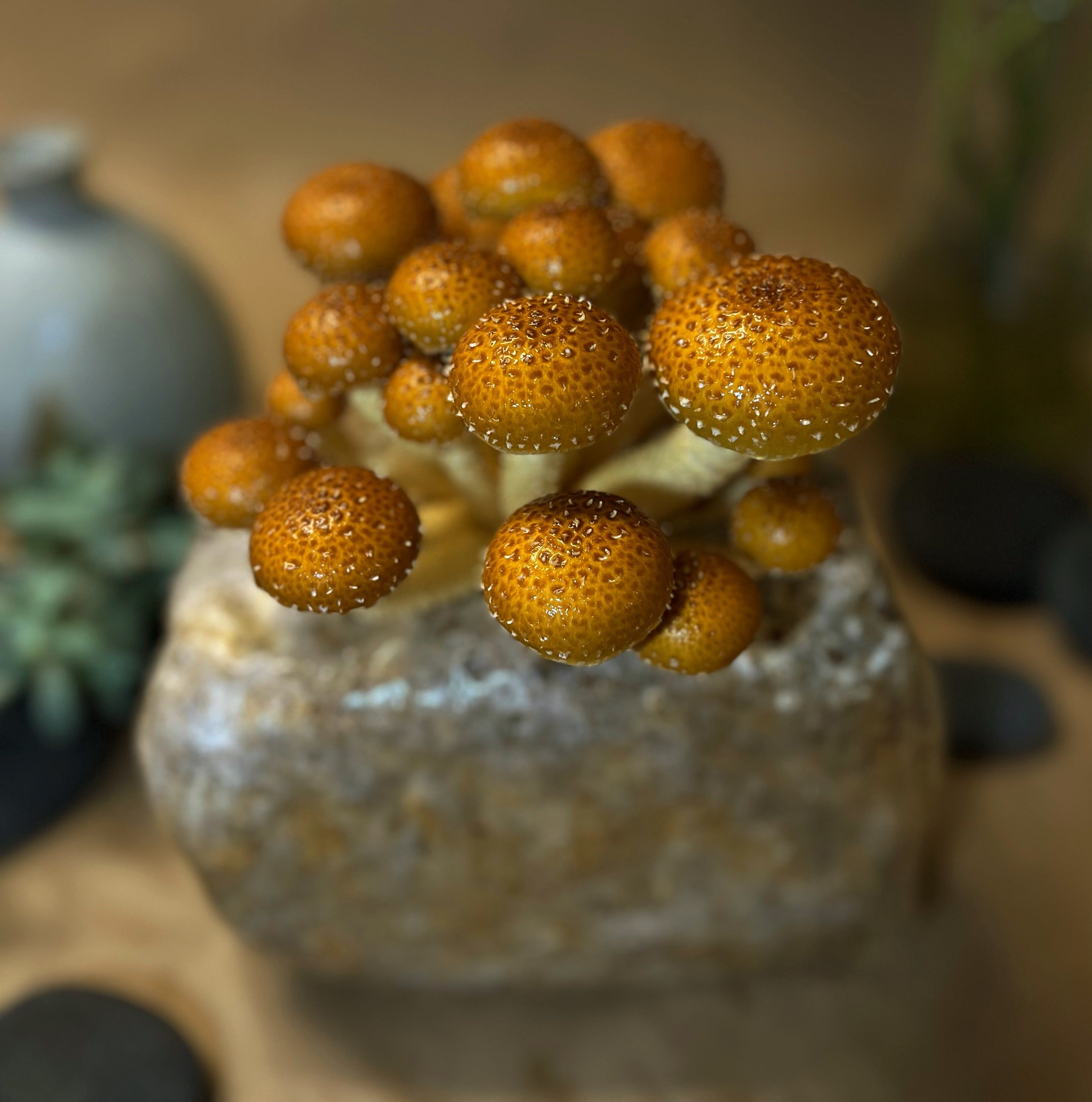 Cultivation-Grow Mushrooms at Home with Confidence and Curiosity