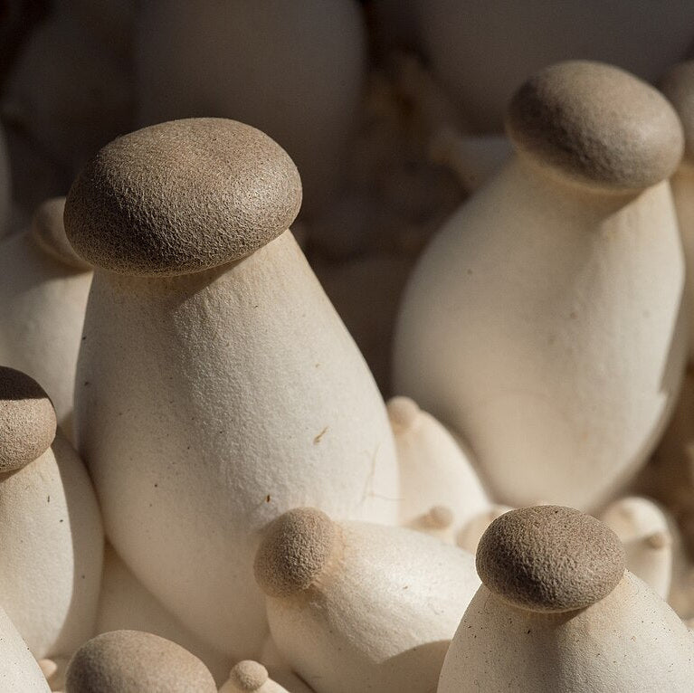 Grow Your Own Mushroom Kit, Complete Starter Set – NobleMushrooms