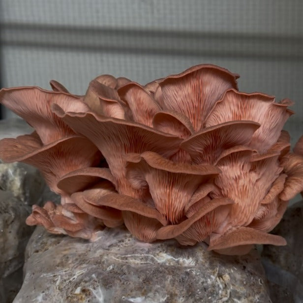 Ready-to-Fruit Mushroom Block, Just Cut, Mist & Grow