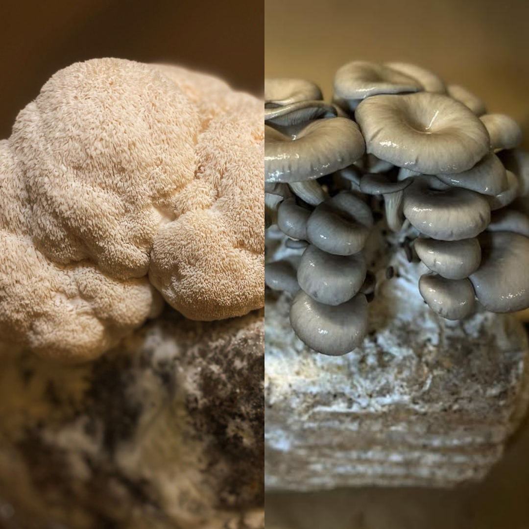 Ready-to-Fruit Mushroom Block, Just Cut, Mist & Grow