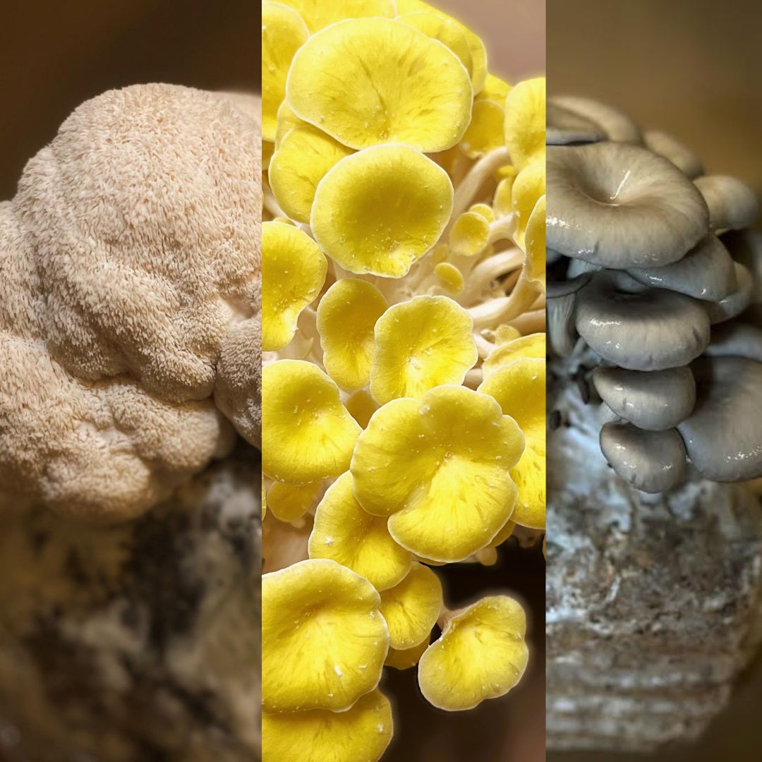 Ready-to-Fruit Mushroom Block, Just Cut, Mist & Grow