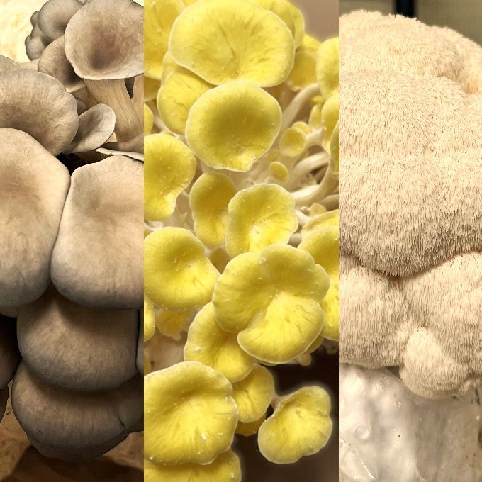 Ready-to-Fruit Mushroom Block, Just Cut, Mist & Grow
