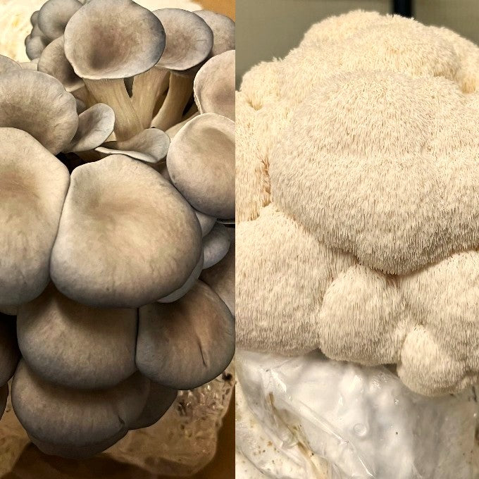 Ready-to-Fruit Mushroom Block, Just Cut, Mist & Grow