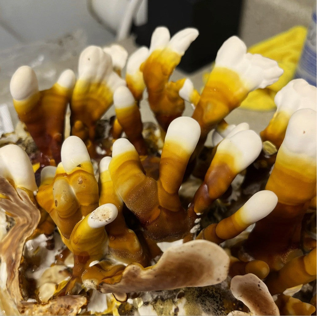 Grow Your Own Mushroom Kit — Complete Starter Set