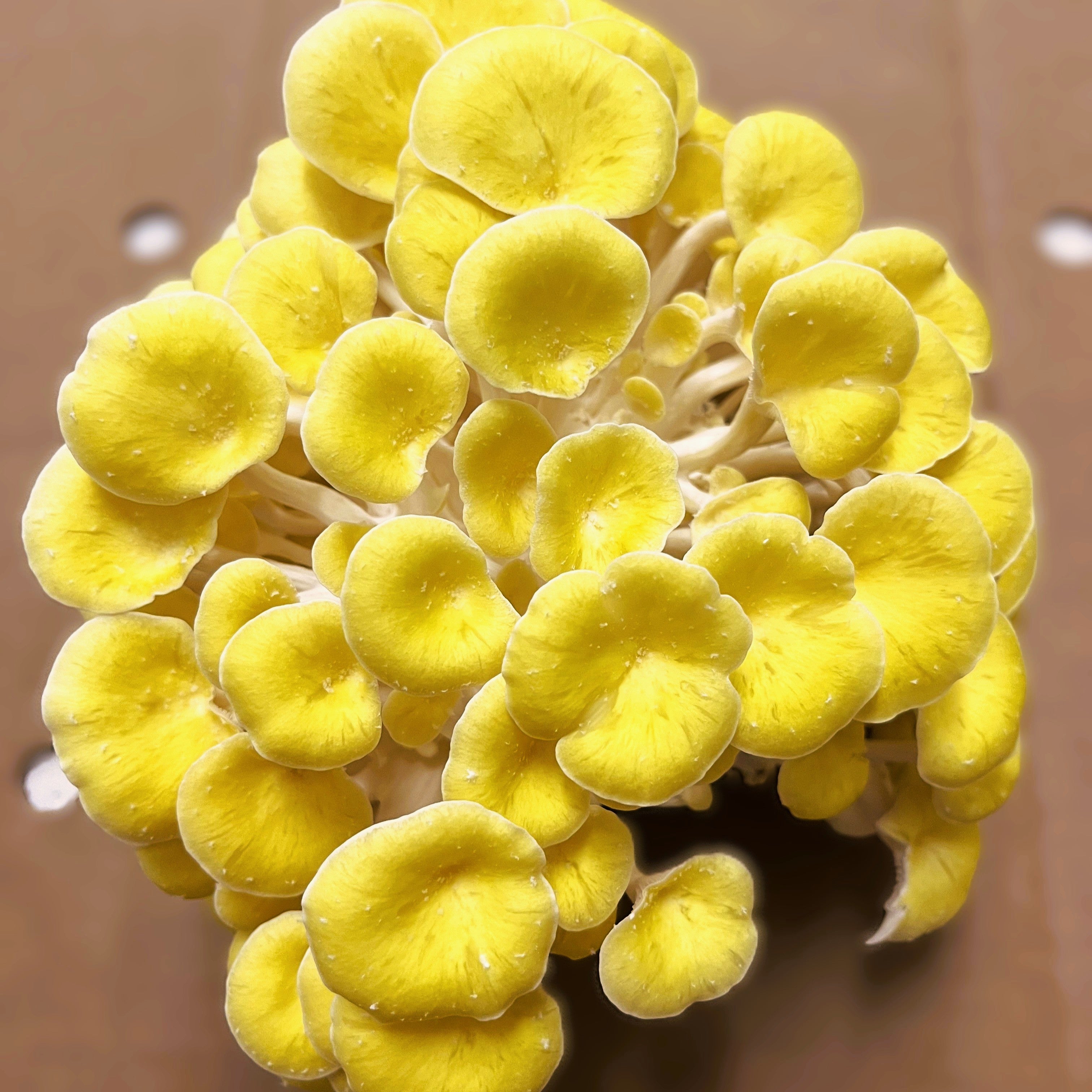 Grow Your Own Mushroom Kit — Complete Starter Set